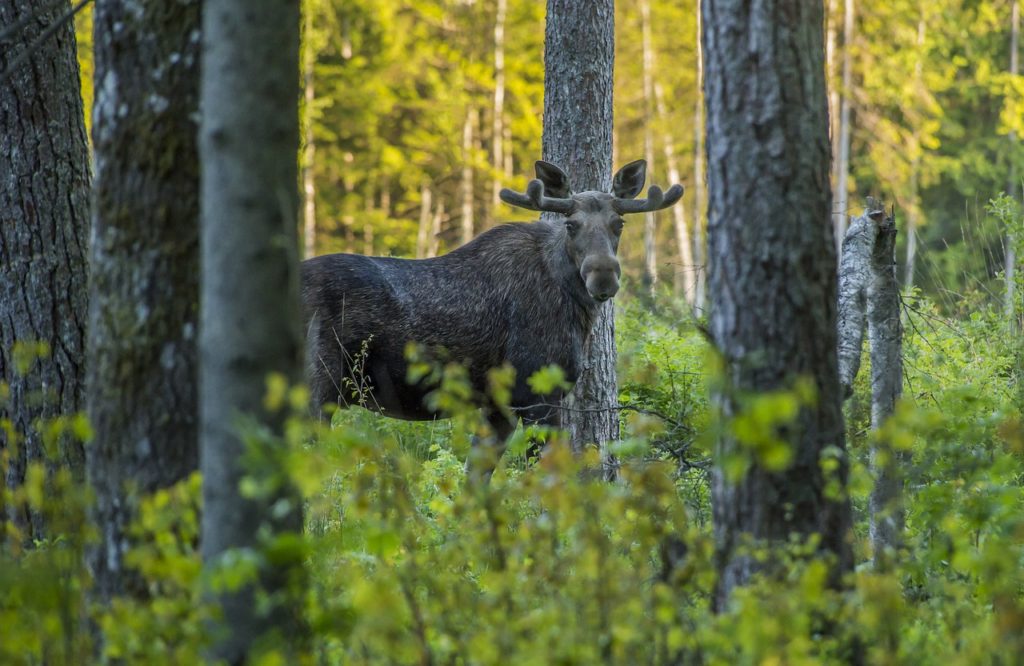 elk, moose, alces alces-4808779.jpg
